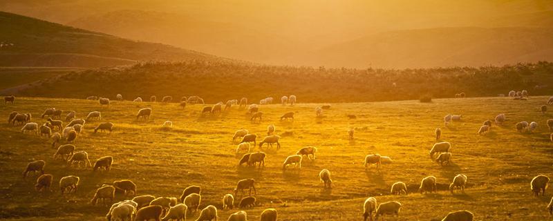用羊奶泡脸有什么好处和坏处 羊奶泡脸一次泡几分钟