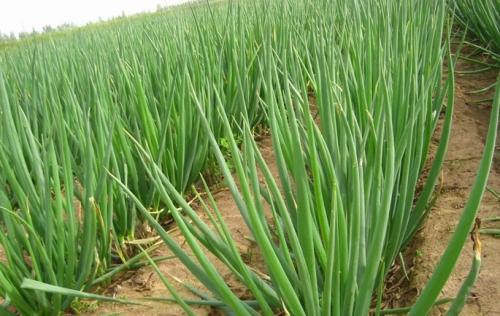 吃大葱有什么好处 一颗大葱6种药