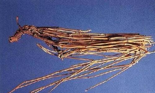 麻黄的营养价值