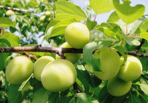 夏季吃什么水果最好 四种水果夏季养生效果好