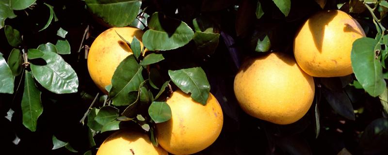 柚子跟什么榨汁好喝 柚子榨汁为什么会变苦