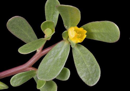 马齿苋开花还能吃吗 马齿苋花可以吃吗