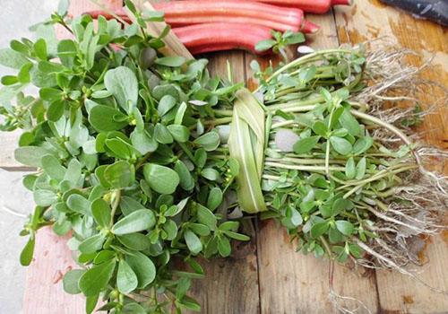 马齿苋对头发的作用 马齿苋洗头怎么做