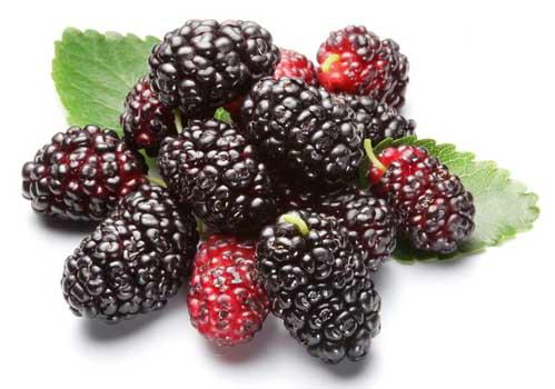 桑葚宝宝可以吃吗 宝宝吃桑葚有什么好处