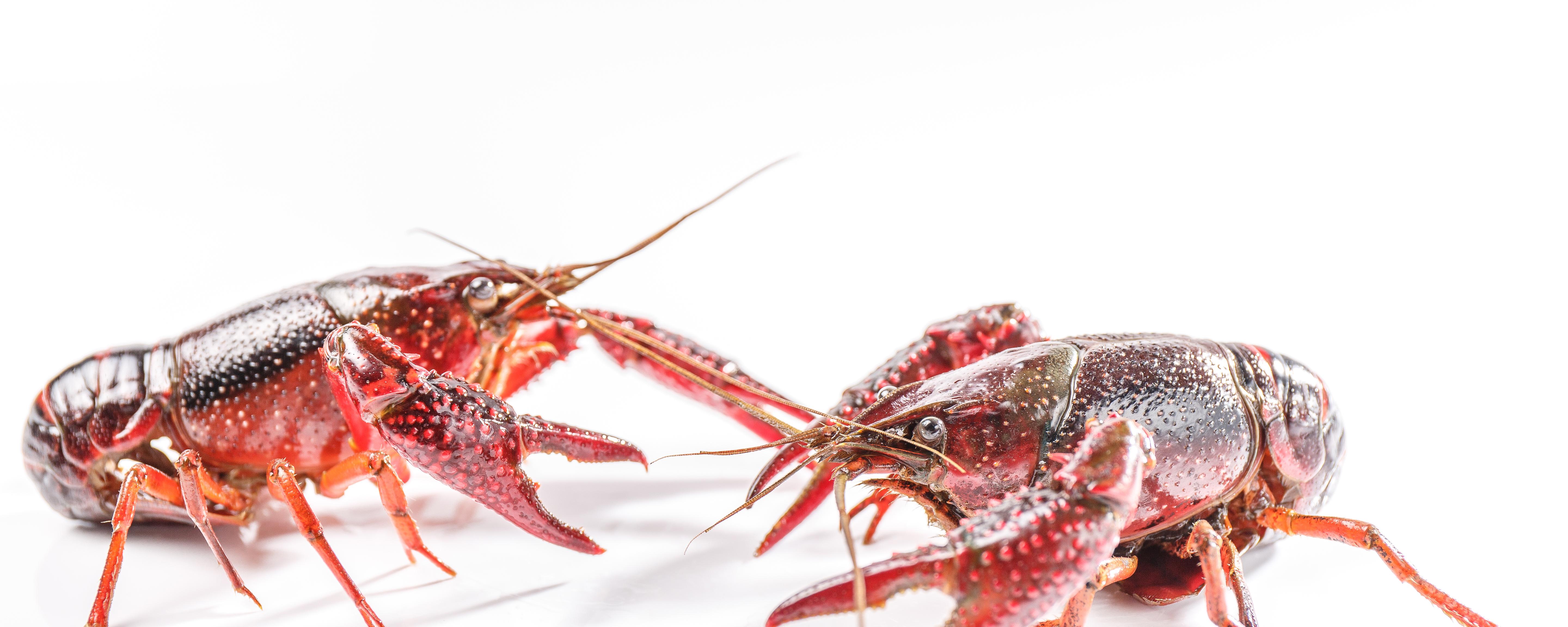 小龙虾的功效与作用 小龙虾的营养价值