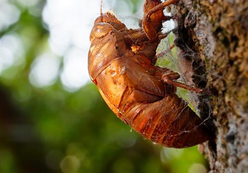 男人吃知了猴补肾吗 男人吃知了猴有什么好处