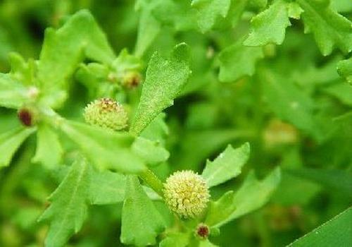 鹅不食草的营养价值