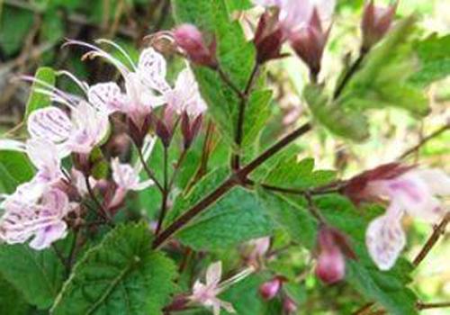 冬凌草的营养价值