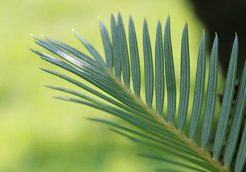 铁树叶的营养价值