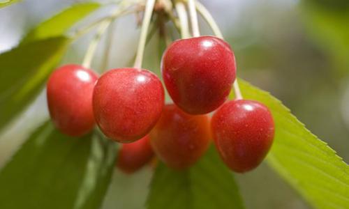 茯苓能跟樱桃一起吃吗 茯苓可以怎样吃