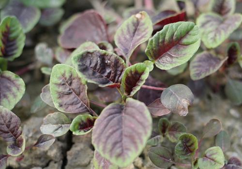 苋菜能多吃吗 苋菜吃多了居然会这样