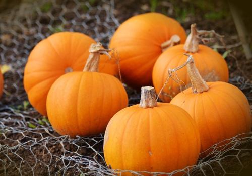 吃南瓜可以去水肿吗 吃南瓜会过敏吗