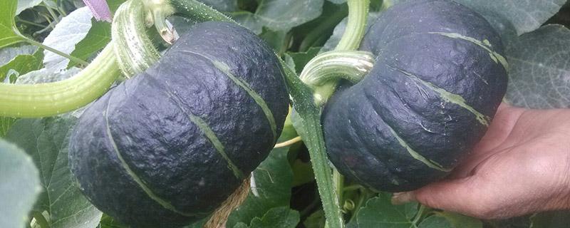 南瓜冻了还能吃吗 蒸熟了可以冷冻吗