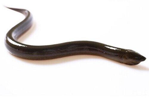 黄鳝可以治疗面瘫吗 黄鳝治疗面瘫的方法