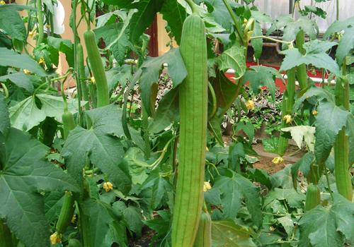 丝瓜放冰箱能放多久 丝瓜放冰箱好吗