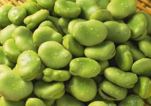 蚕豆的功效与作用 蚕豆的禁忌