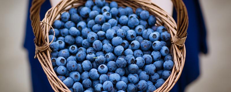 蓝莓的十大功效与作用 哪些人不适合吃蓝莓