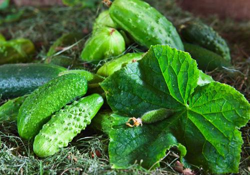 黄瓜敷脸能祛痘吗 黄瓜敷脸祛痘效果好吗