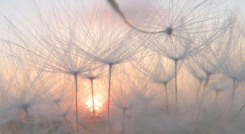 蒲公英花怎么去雀斑