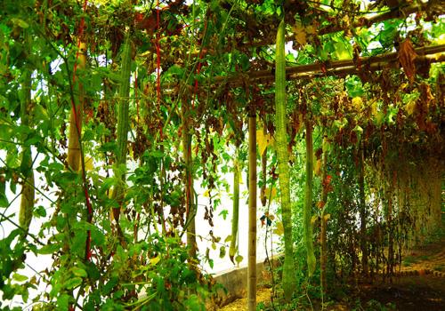 丝瓜水可以祛痘吗 丝瓜水祛痘效果怎么样