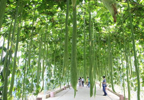 丝瓜可以做面膜吗 丝瓜面膜怎么做