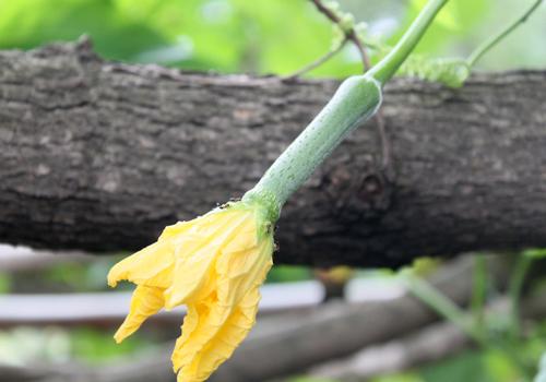 丝瓜熬水的功效与作用 没想到对皮肤居然大的好处
