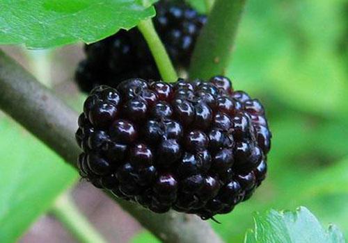 吃了桑葚第二天呕吐怎么回事 吃桑葚第二天呕吐怎么办