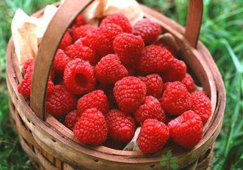 来月经可以吃桑葚吗