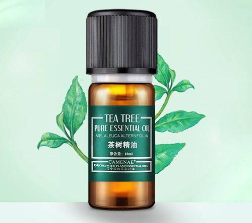 茶树精油的功效与作用 这样用你会了吗