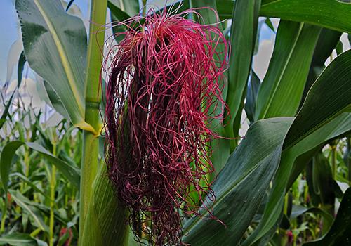 玉米须治疗肾结石偏方 排肾结石最好的方法