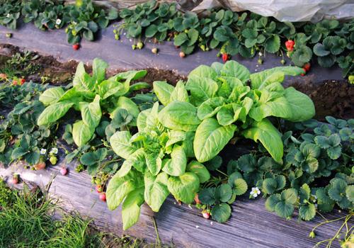 莴笋空心了还能吃吗 莴笋为什么会空心