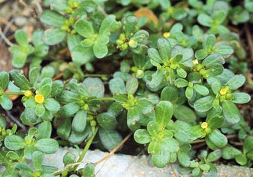 马齿苋和蒲公英能一起吃吗 有什么影响？一起吃了怎么办？