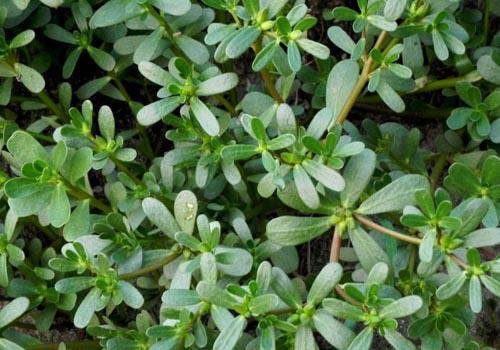 怀孕吃马齿苋能打胎吗 孕妇吃了马齿苋怎么办