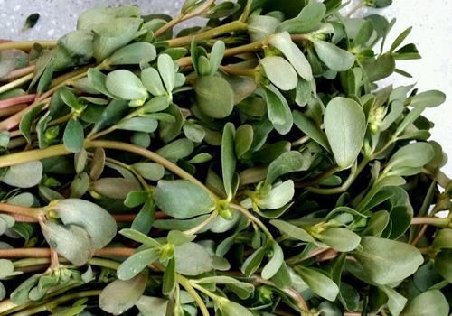 马齿苋的作用与功效 白头发和老年病克星