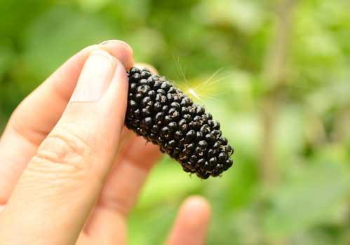 长期吃桑葚能乌发吗 吃多少？怎么吃？