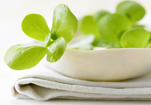 马齿苋能治糖尿病吗