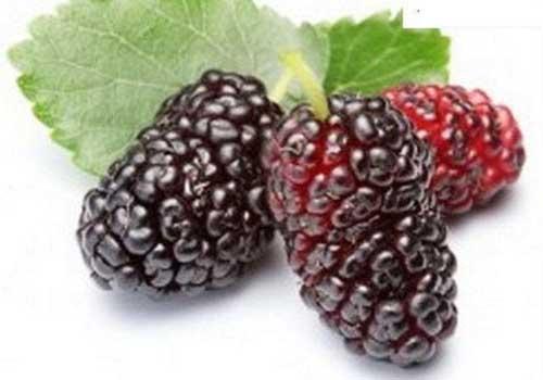 桑葚发霉可以吃吗 吃了发霉的桑葚怎么办