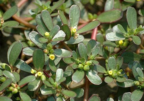 马齿苋熬水需要多久 马齿苋熬水治疗湿疹吗