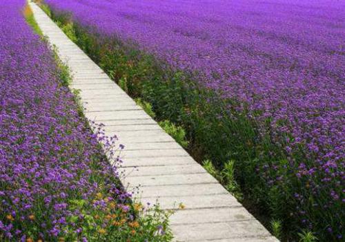 马鞭草的营养价值