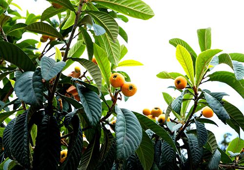 润喉的水果（清火润喉的水果）