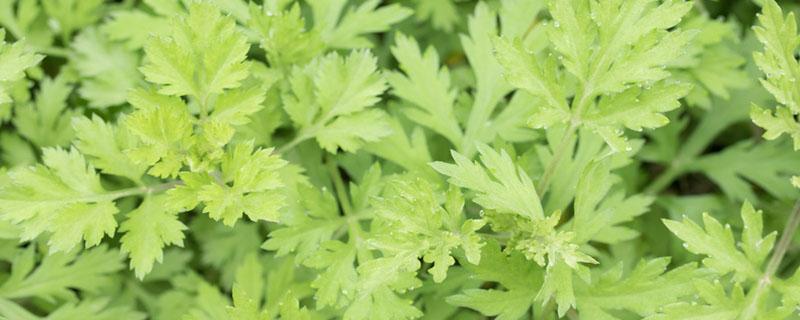 房间里熏艾草需要注意什么 房间熏艾草的作用和禁忌