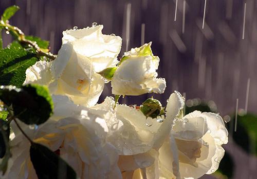 雨水节气是什么意思 雨水这个节气是什么意思