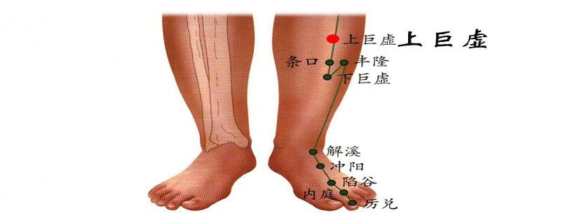 上巨虚在什么位置 上巨虚在什么位置有什么用处