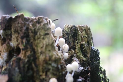 菌类食物中毒怎么办 细菌性食物中毒怎么办