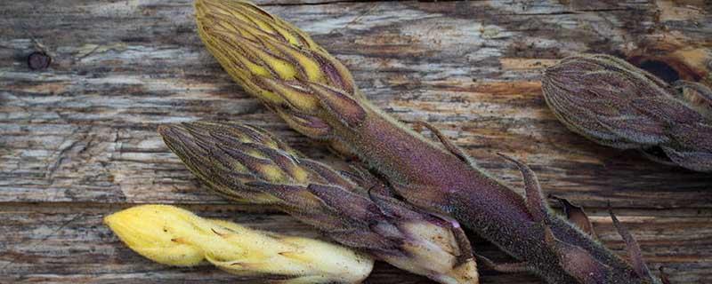 肉苁蓉发霉了怎么办 肉苁蓉生霉怎么办