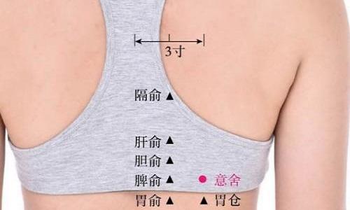 意舍的功效与作用（意舍的准确位置及功效）