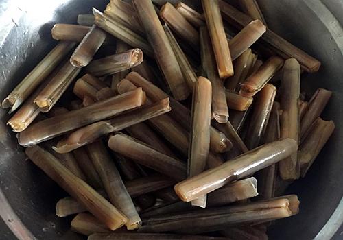 抓蛏子为什么用盐 抓蛏子为什么要用盐