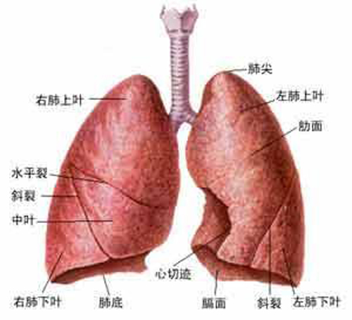 肺部小结节是什么（肺部小结节是什么意思）