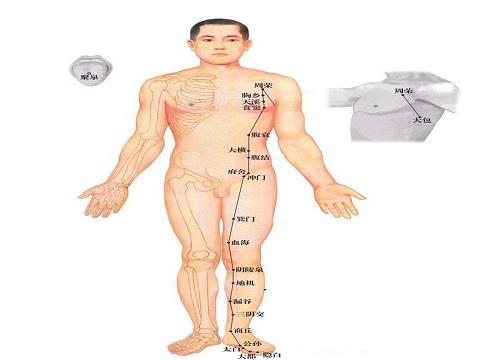 足太阴脾经循行路线图（足厥阴肝经循行路线图）