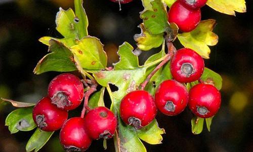 山楂会引起宫缩吗 孕妇适合吃哪些食物